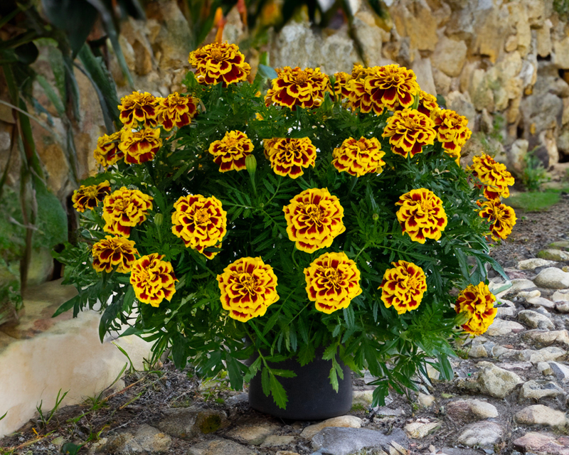 yellow french marigold seeds Mango Tango Marigold Seeds — Seeds 'n Such