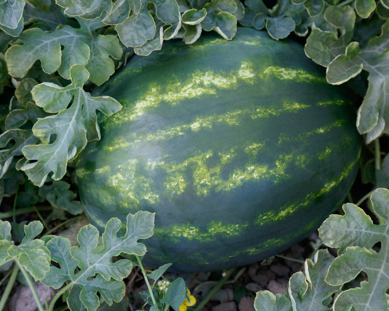 El Capitan Seedless Hybrid Watermelon Seeds