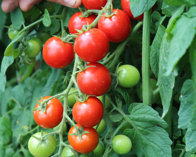 Unicorn Hybrid Tomato Seeds