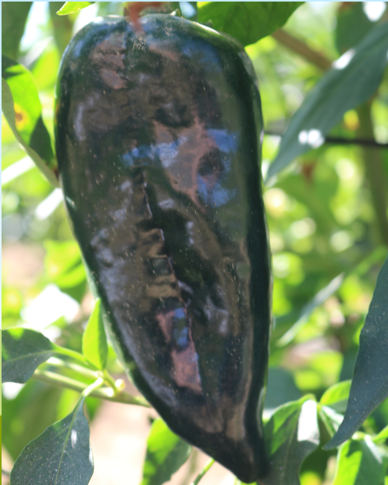 Bulk: Carranza Hybrid Pepper Seeds