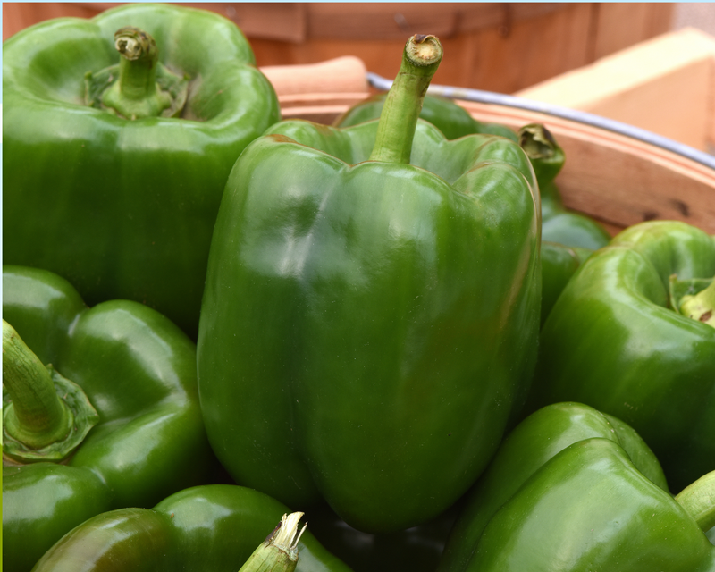 Bulk: Kickstart Hybrid Pepper Seeds