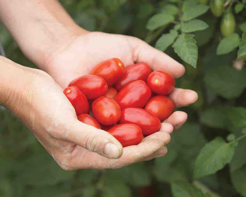 Bulk: Valentine Hybrid Tomato Seeds