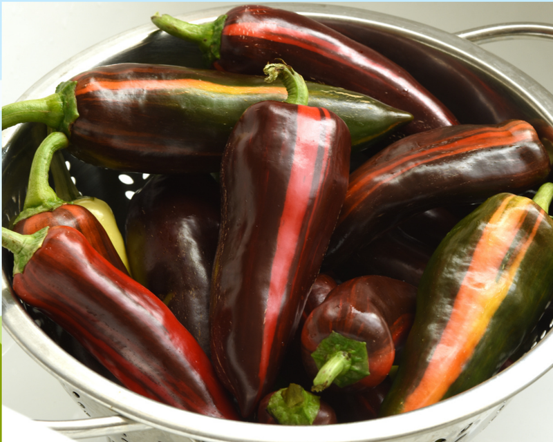 Bulk: Mocha Swirl Hybrid Pepper Seeds