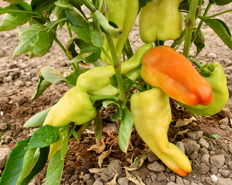 Biscayne Hybrid Pepper Seeds