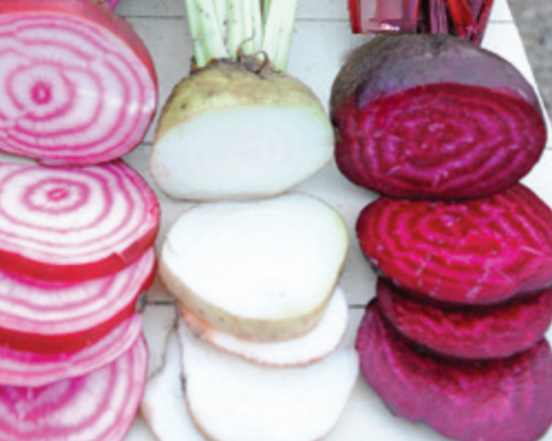 Rainbow Blend Showstopper Beet Seeds