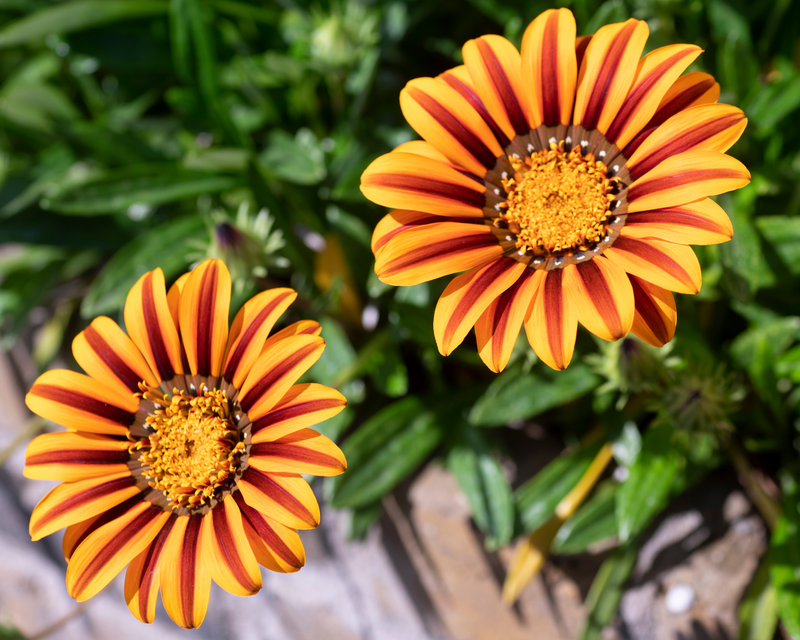 New Day Hybrid Mix Gazania Seeds