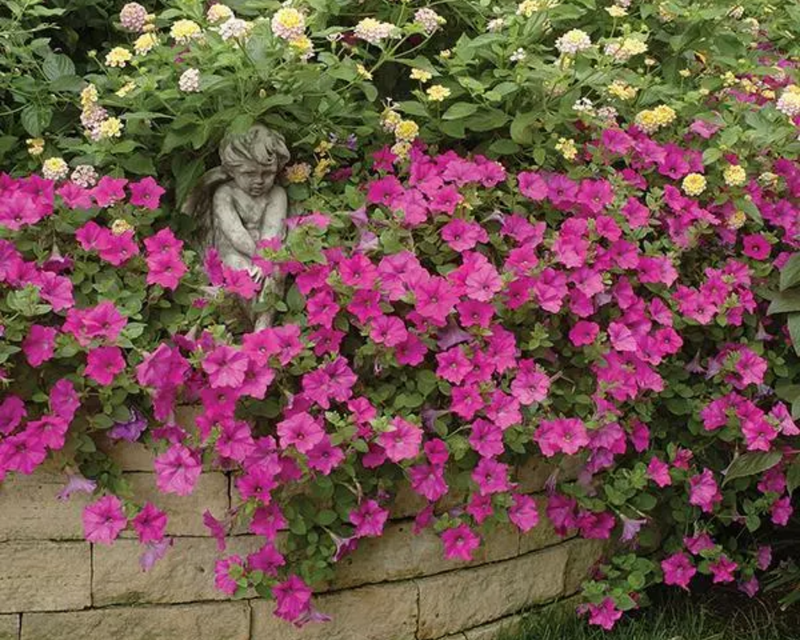 Lavender Wave Petunia Seeds
