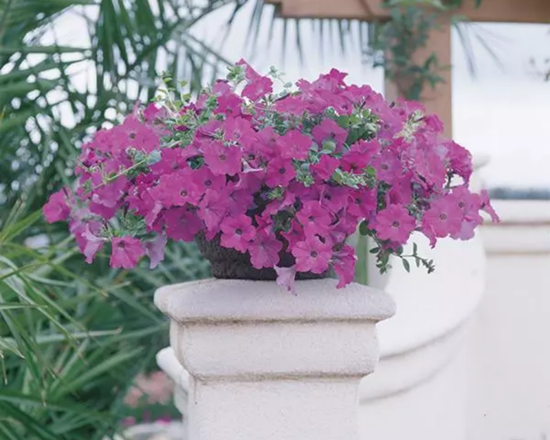 Lavender Wave Petunia Seeds