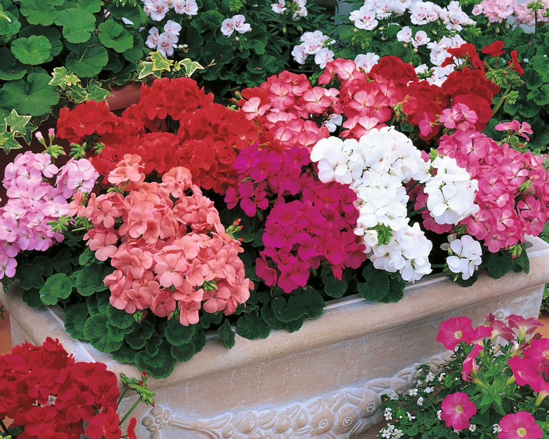 Multibloom Formula Mix Geranium Seeds
