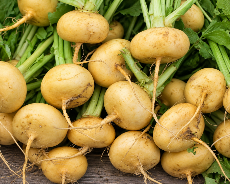 Golden Ball Turnip Seeds
