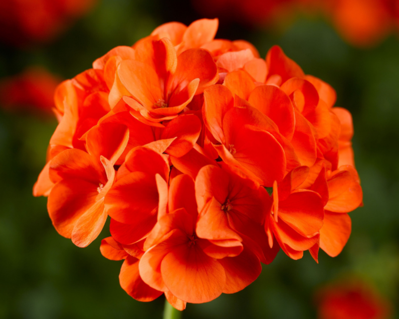 Maverick Orange Hybrid Geranium Seeds
