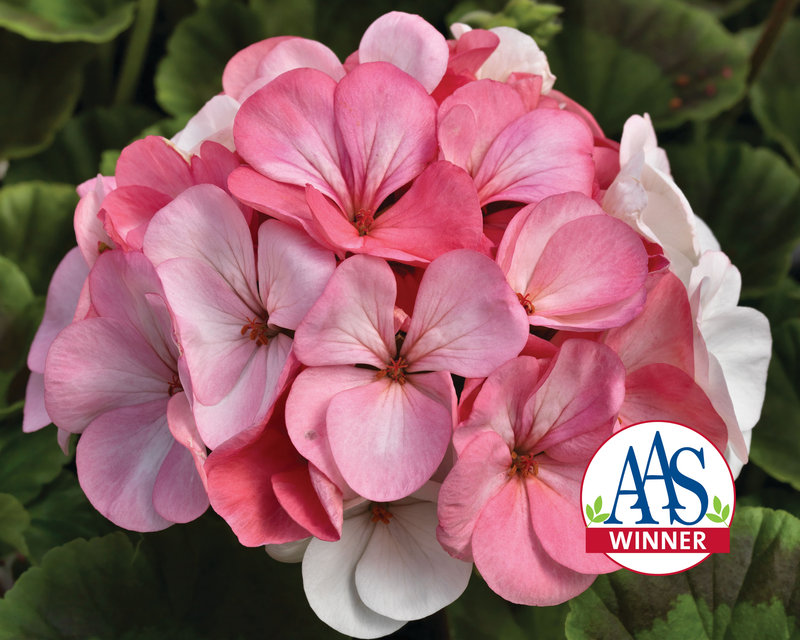 Pinto Premium White to Rose Geranium Seeds