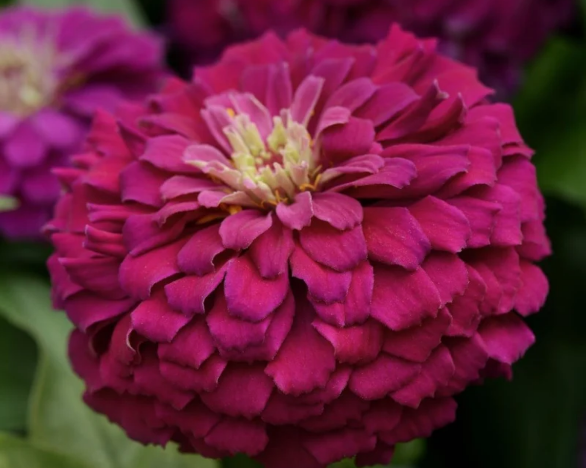 Zesty Purple Hybrid Zinnia Seeds