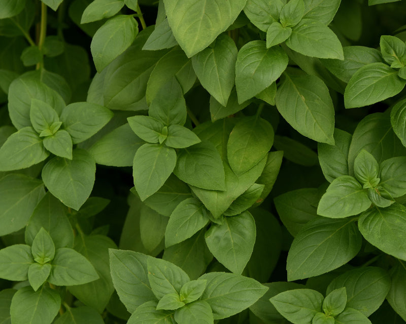 Everleaf Lemon Basil Seeds