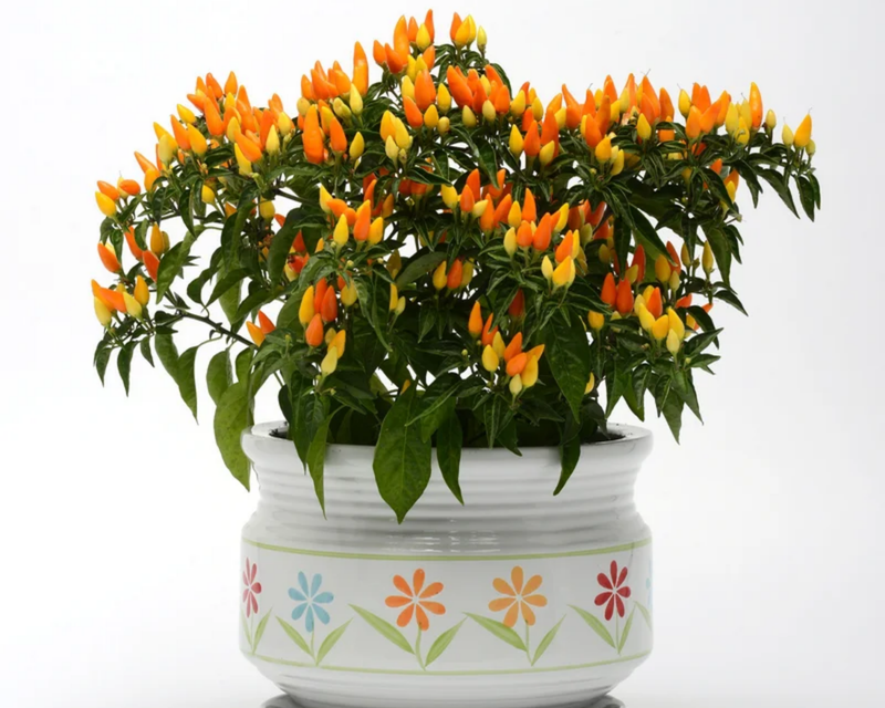 Sedona Sun Ornamental Pepper Seeds