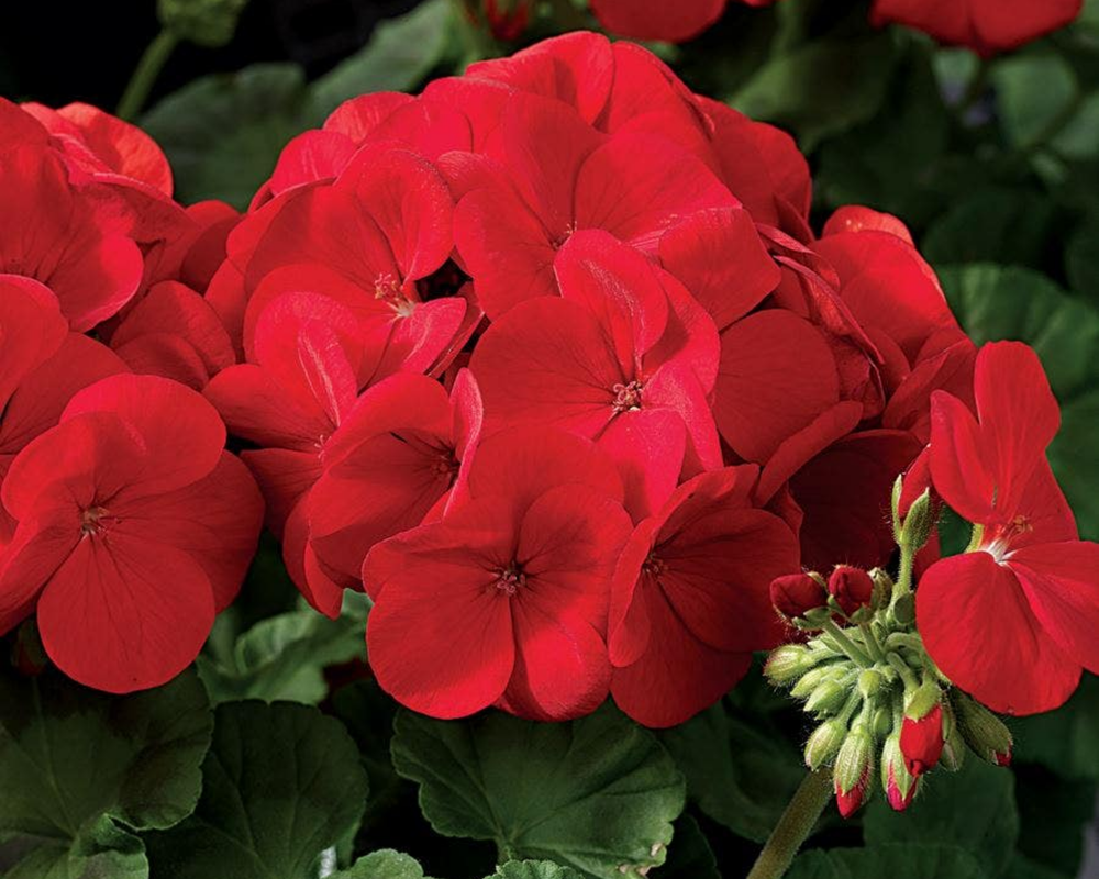 Geraniums