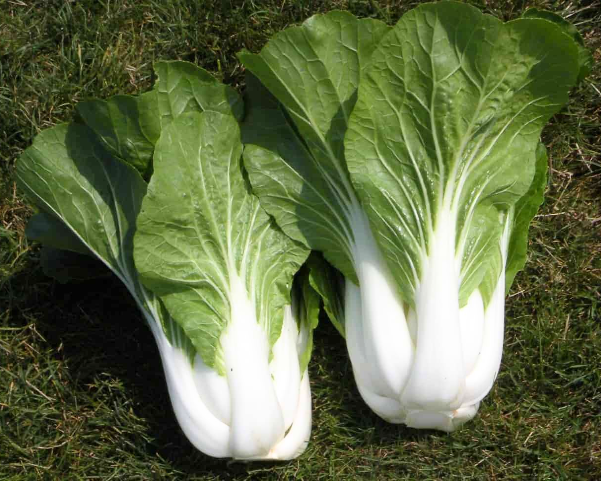 BoPak Pak Choi Hybrid Seeds — Seeds 'n Such