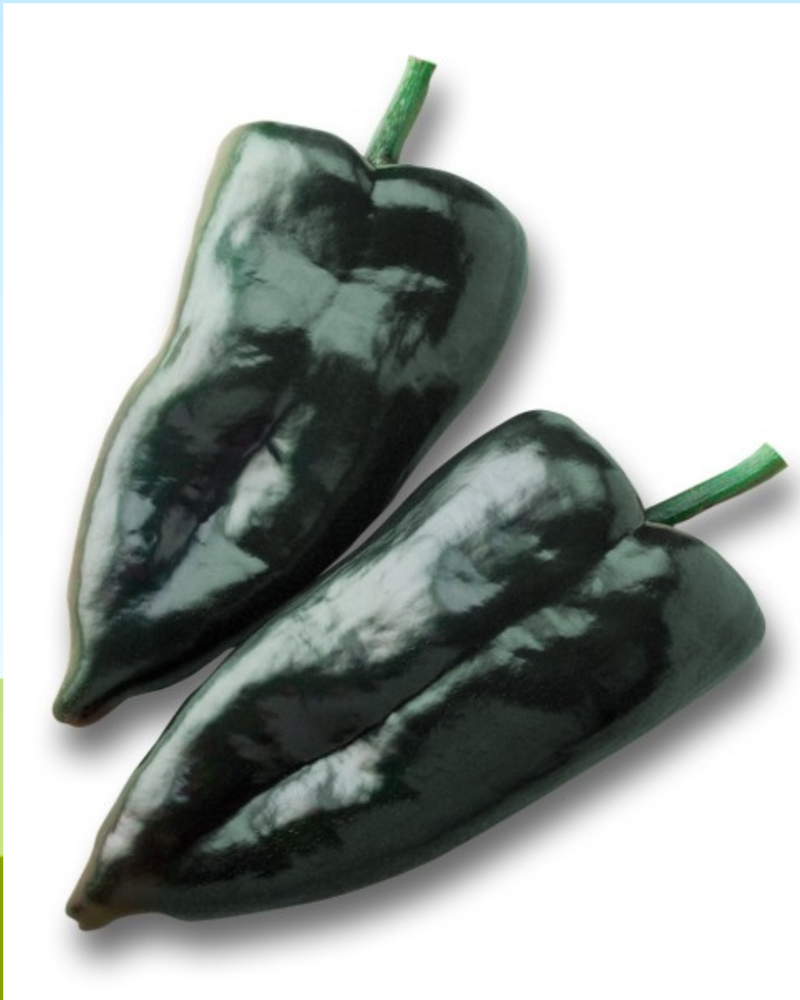 Bulk: Carranza Hybrid Pepper Seeds