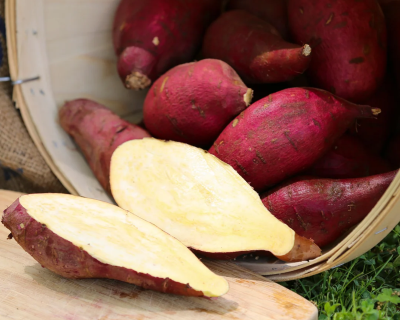 Murasaki Sweet Potato Plants