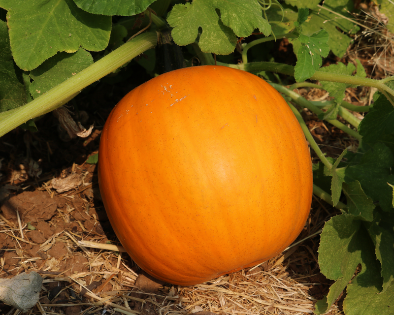 Orange Smoothie Hybrid Pumpkin Seeds