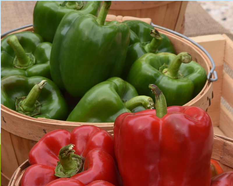 Bulk: Kickstart Hybrid Pepper Seeds