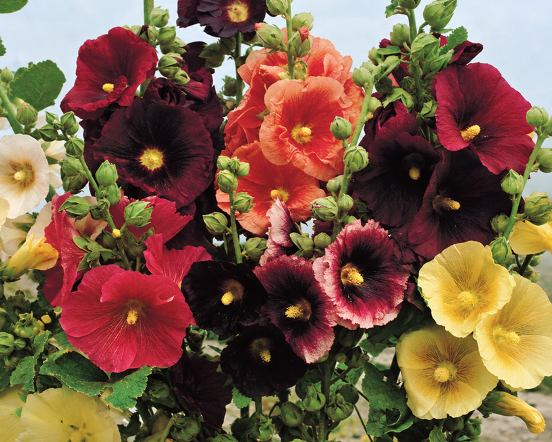 Single Old-Fashioned Country Romance Mix Hollyhock Seeds