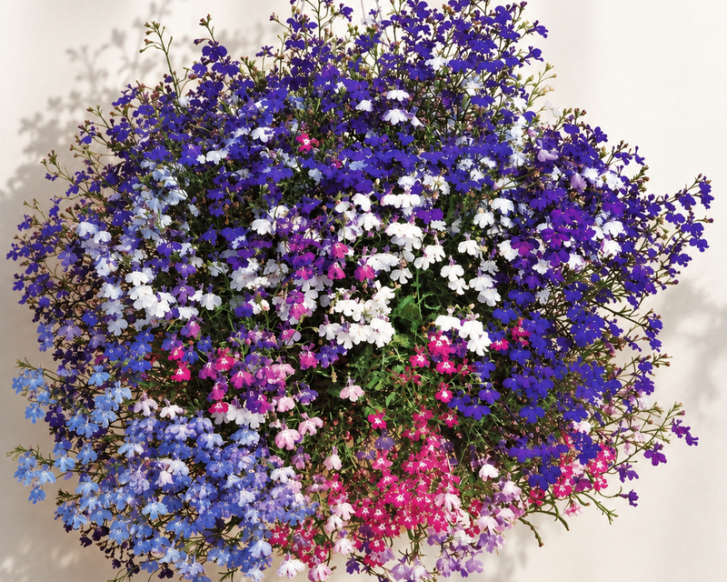 Regatta Formula Mix Lobelia Seeds