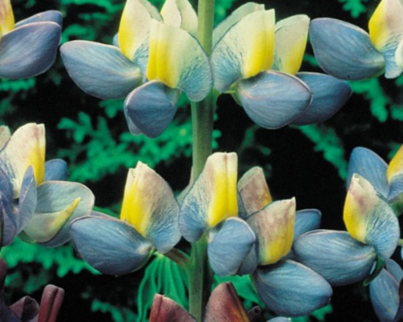Sunrise Lupine Seeds