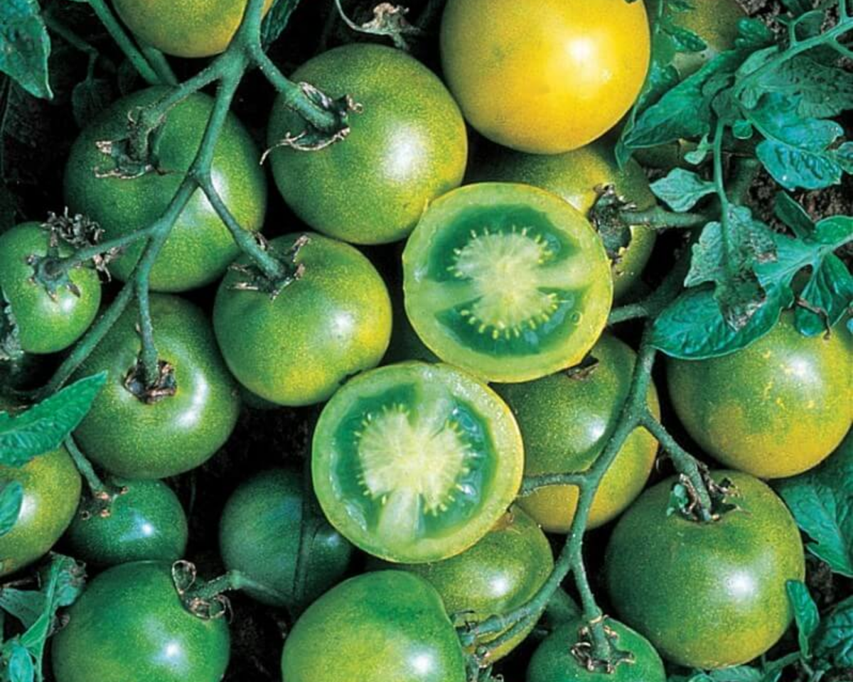 Green Grape Tomato Seeds