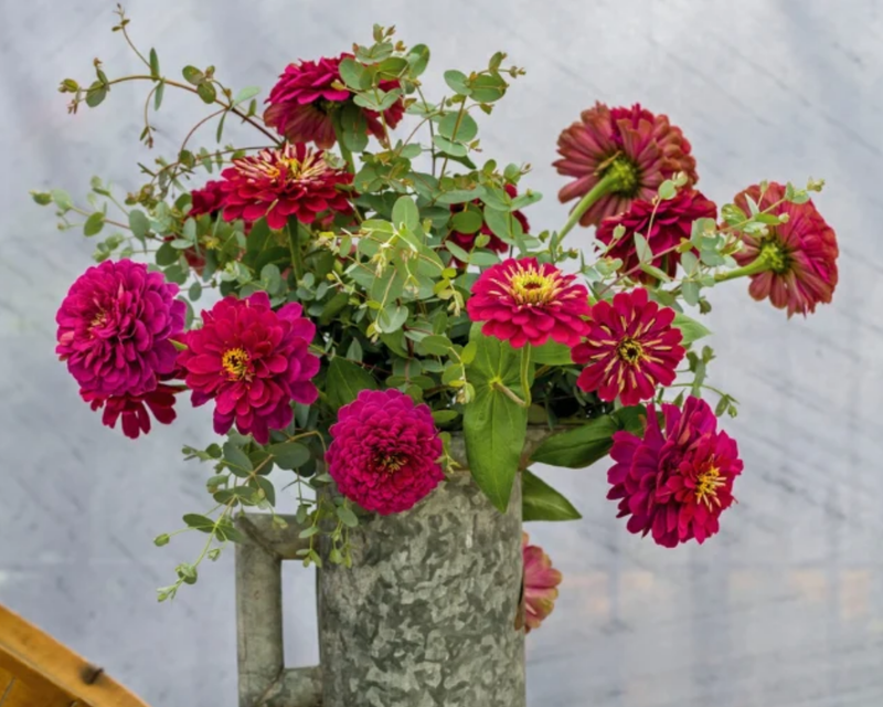 Benary's Giant Wine Zinnia Seeds