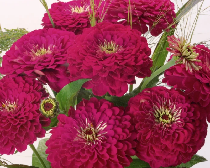 Benary's Giant Wine Zinnia Seeds