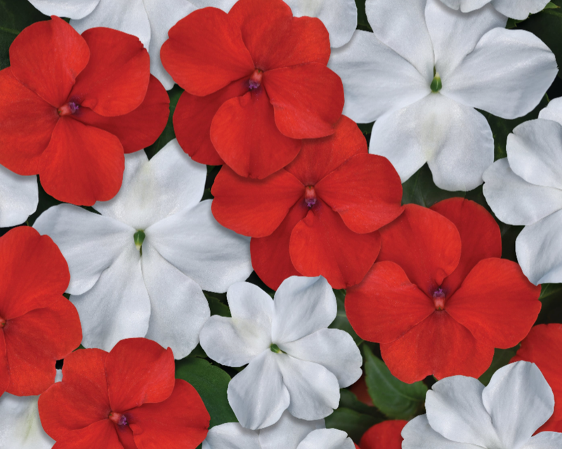 Beacon Red White Mixture Hybrid Impatiens Seeds