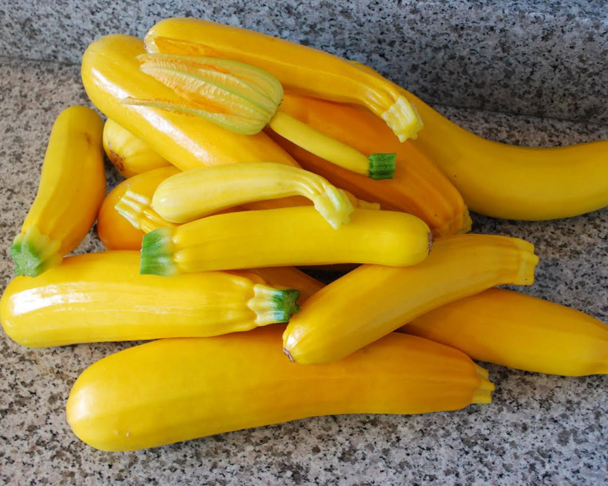 Golden Zucchini Seeds