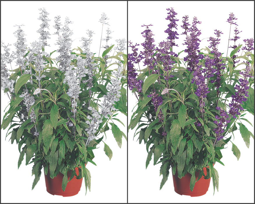 Bulk: Evolution Mix Salvia Seeds