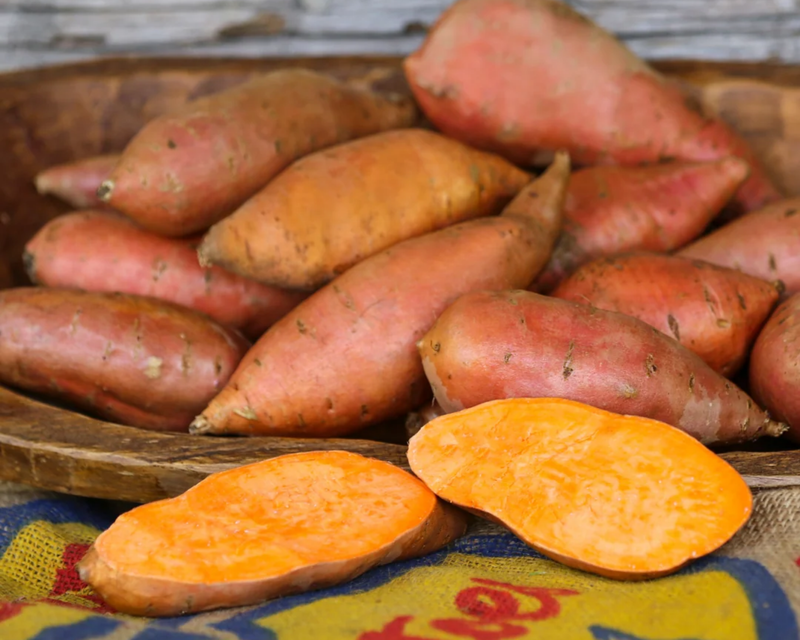 Vardaman Sweet Potato Plants