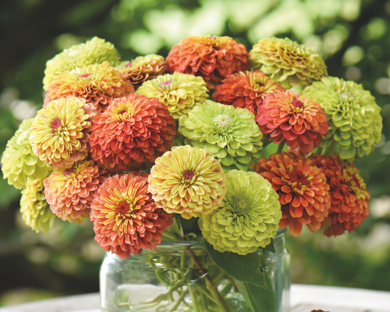 Bulk: Queeny Lime Mix Zinnia Seeds