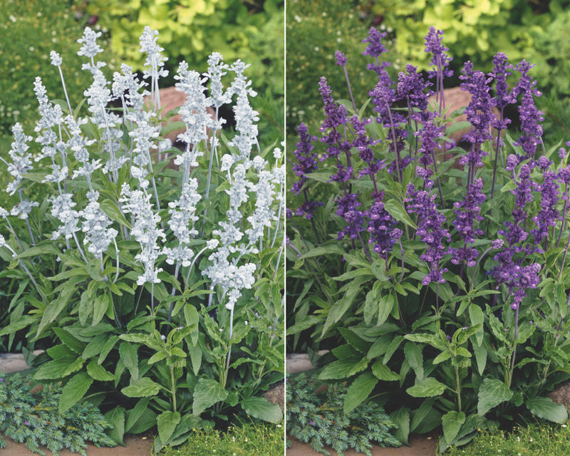 Evolution Mix Salvia Seeds