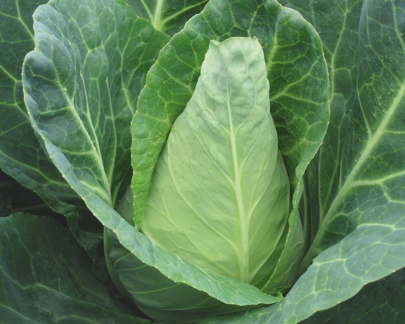 Caraflex Hybrid Cabbage Seeds
