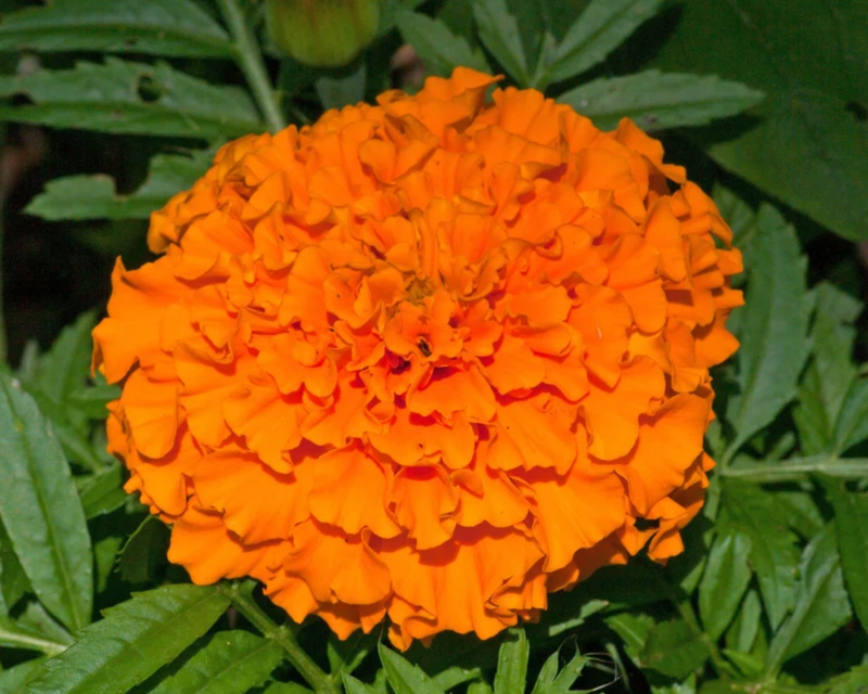 Hawaii Marigold Seeds
