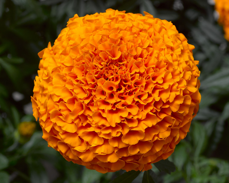 Inca II Hybrid Mix Marigold Seeds