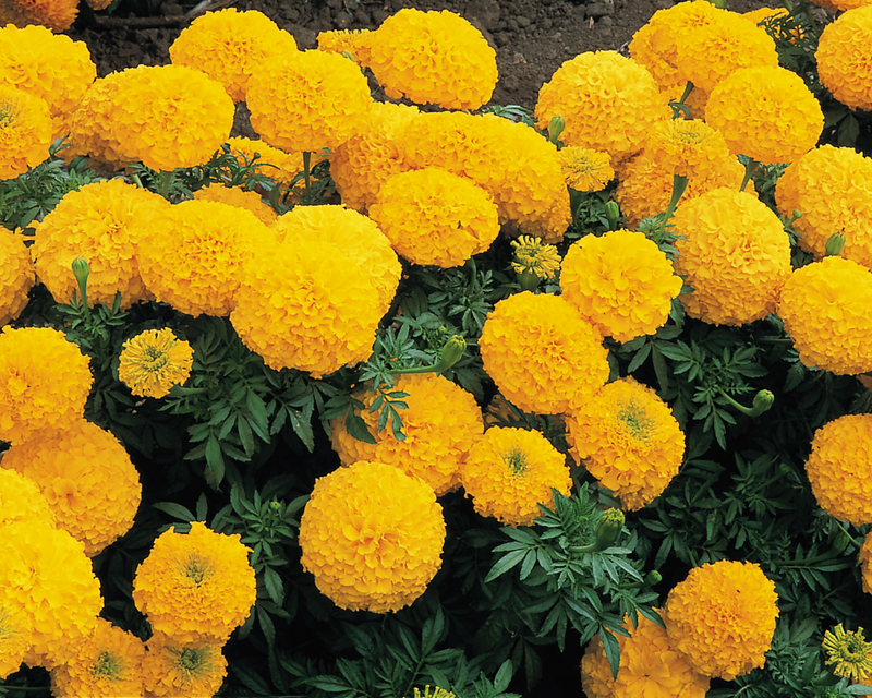 Inca II Hybrid Mix Marigold Seeds