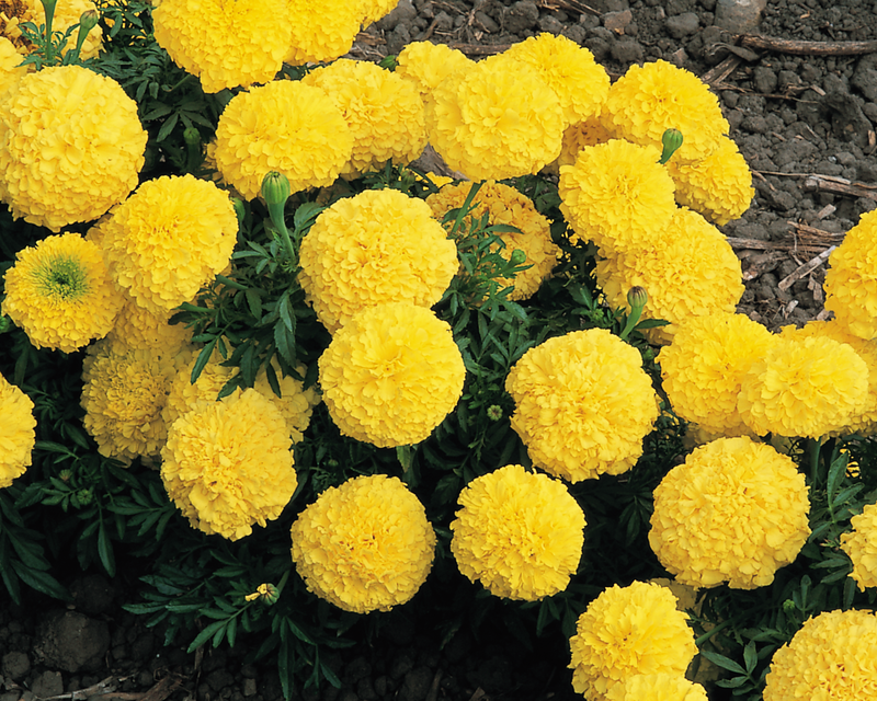 Inca II Hybrid Mix Marigold Seeds