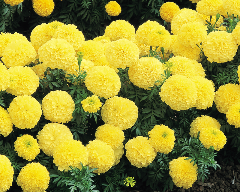 Inca II Hybrid Mix Marigold Seeds