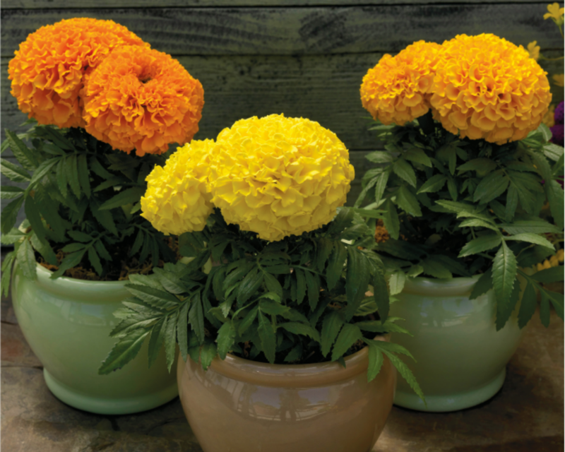 Proud Mari Hybrid Mix Marigold Seeds
