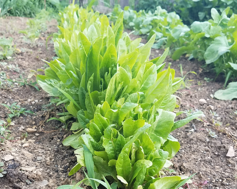 Amish Deer Tongue Lettuce Seeds