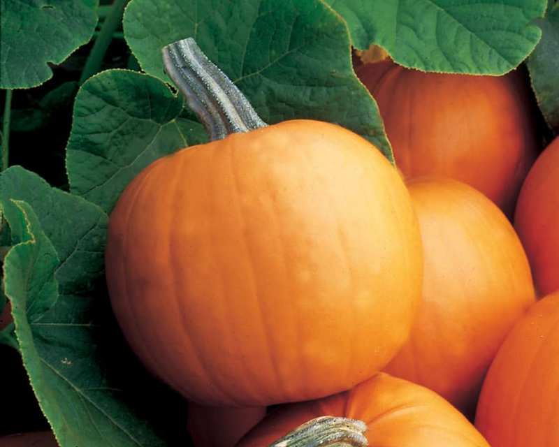 Orange Smoothie Hybrid Pumpkin Seeds