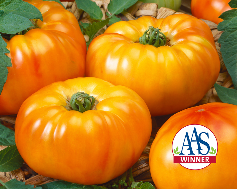 Bulk: Chef's™ Choice Bicolor Hybrid Slicing VFTA Tomato Seeds