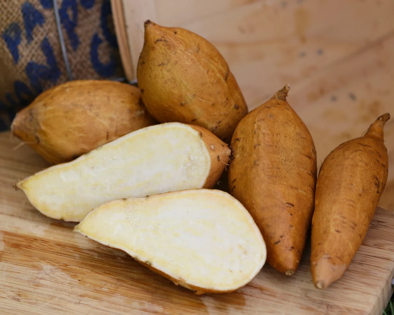 White Yam Sweet Potato Plants