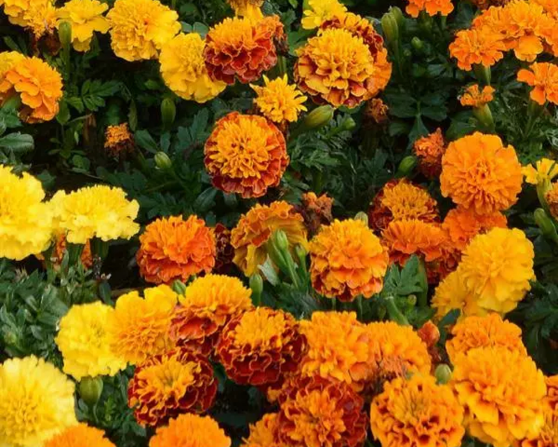 Hot Pak Mix Marigold Seeds