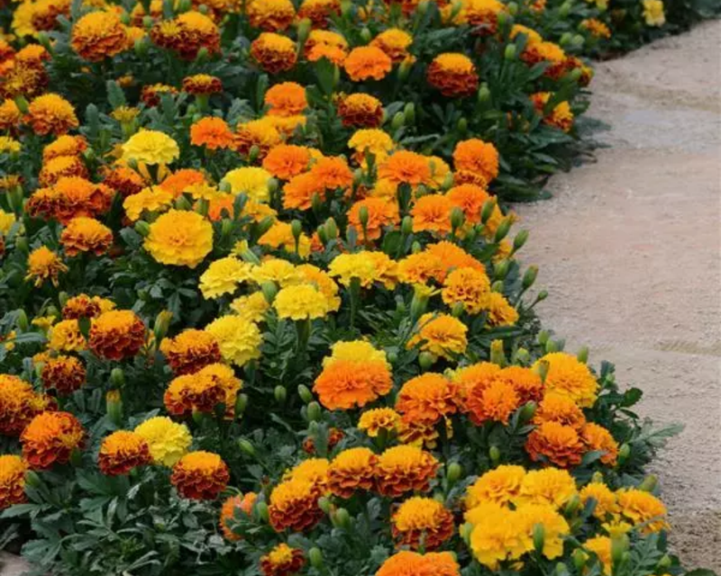 Hot Pak Mix Marigold Seeds